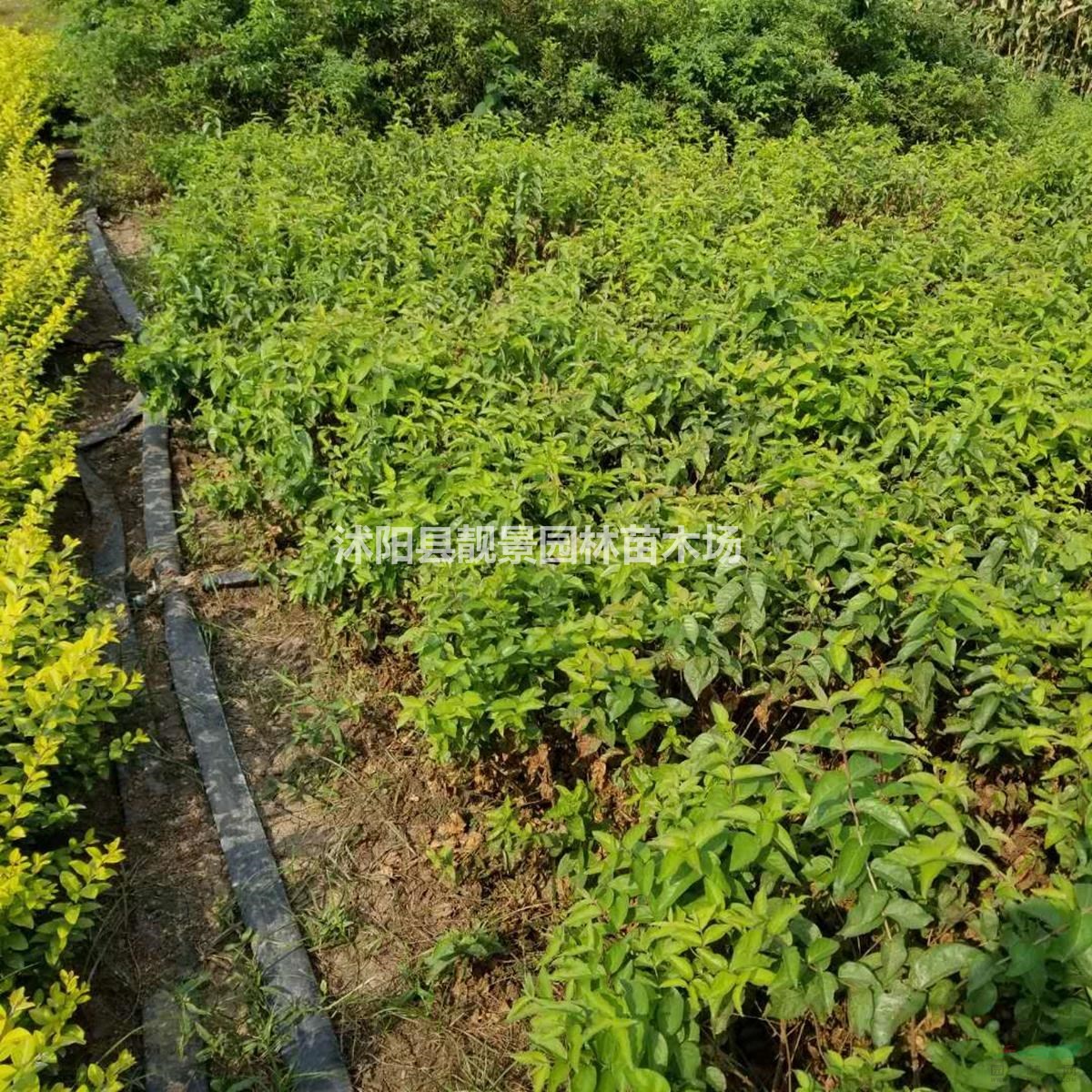 新疆忍冬价格 新疆忍冬基地 忍冬苗60厘米 忍冬50万棵供应