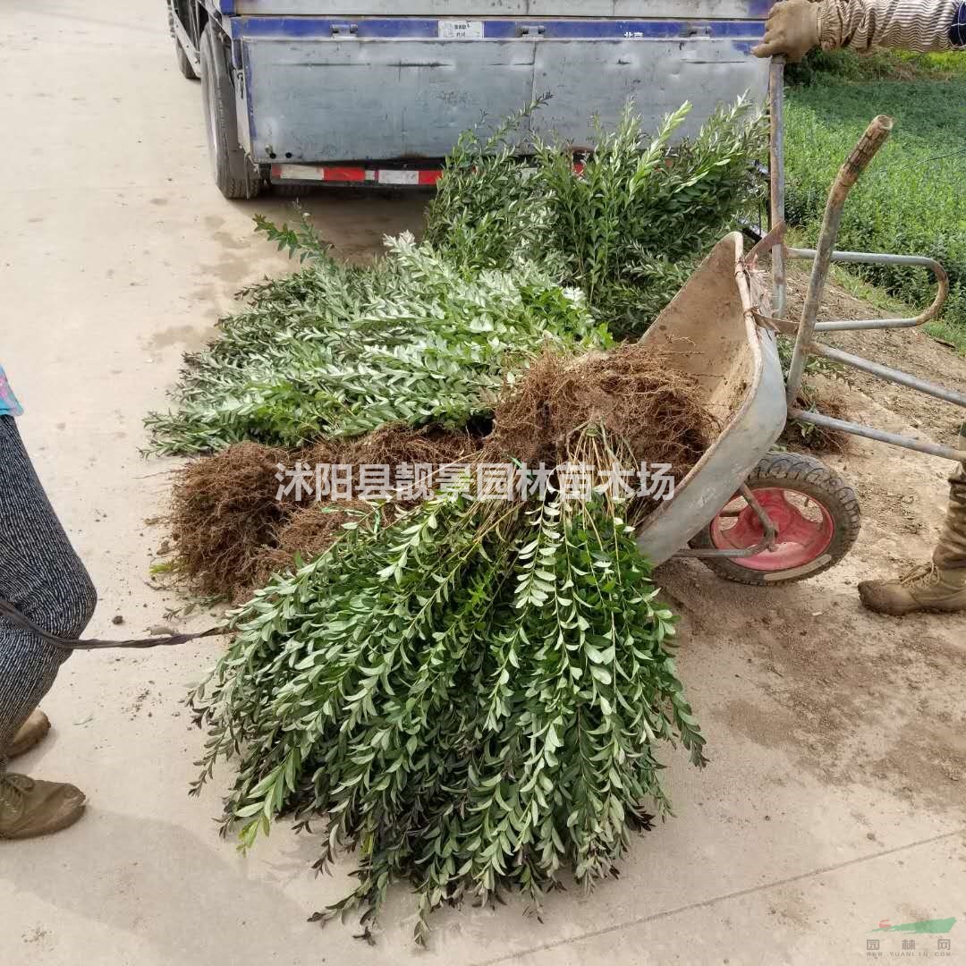 紫叶水蜡基地 紫叶水蜡价格 紫叶水蜡60厘米 紫叶水蜡90万