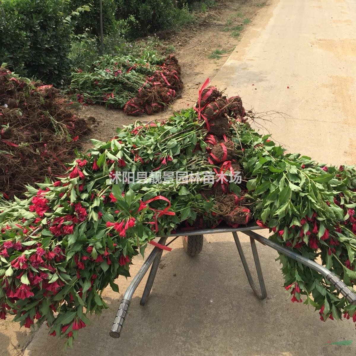 红王子锦带价格 红王子锦带基地 红王子锦带60厘米 50万棵