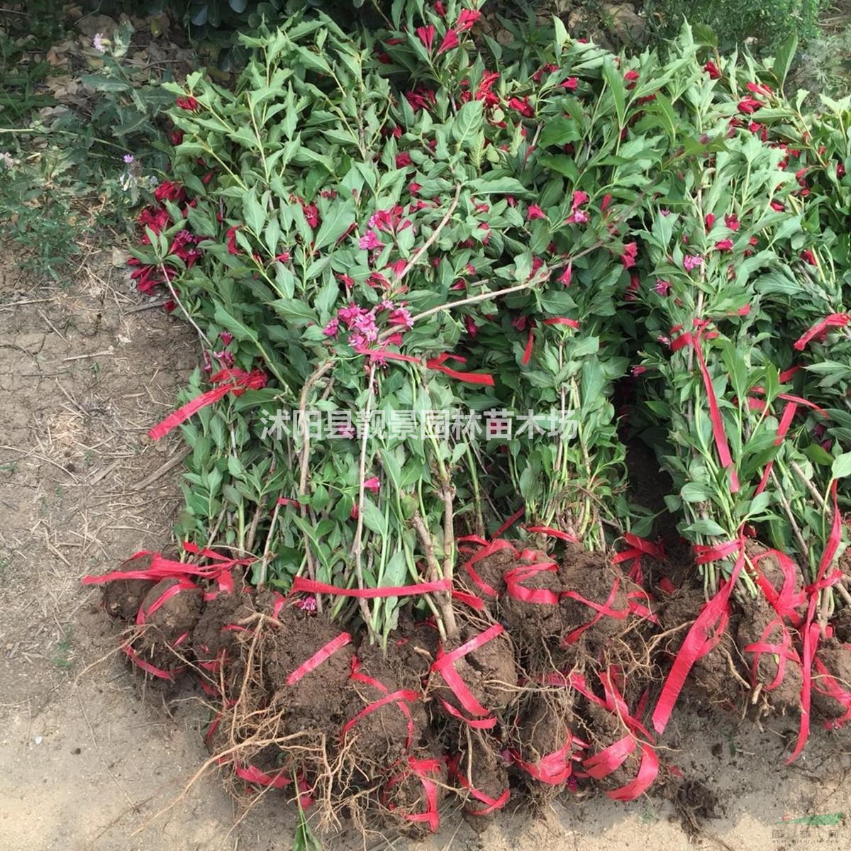 红王子锦带价格 红王子锦带基地 红王子锦带60厘米 50万棵