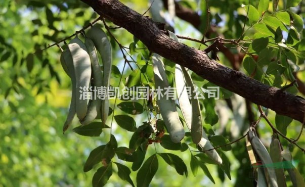 山東皂角樹種植基地里全身都是價(jià)值的寶樹