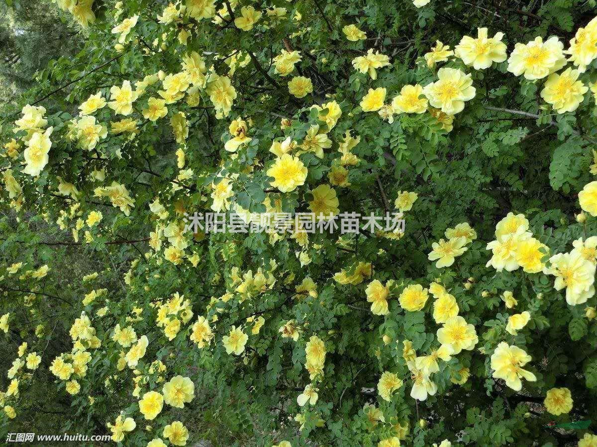 黄刺玫基地 黄刺玫价格 黄刺玫图片 黄刺玫60厘米 50万棵