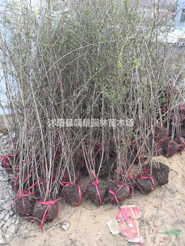 黄刺玫基地 黄刺玫价格 黄刺玫图片 黄刺玫60厘米 50万棵