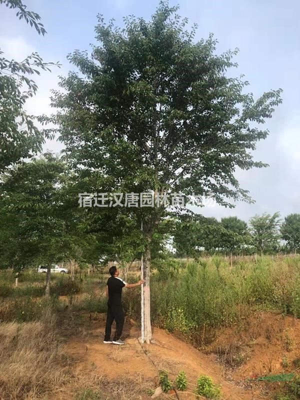 高杆樱花 分支2米 直径15~20公分