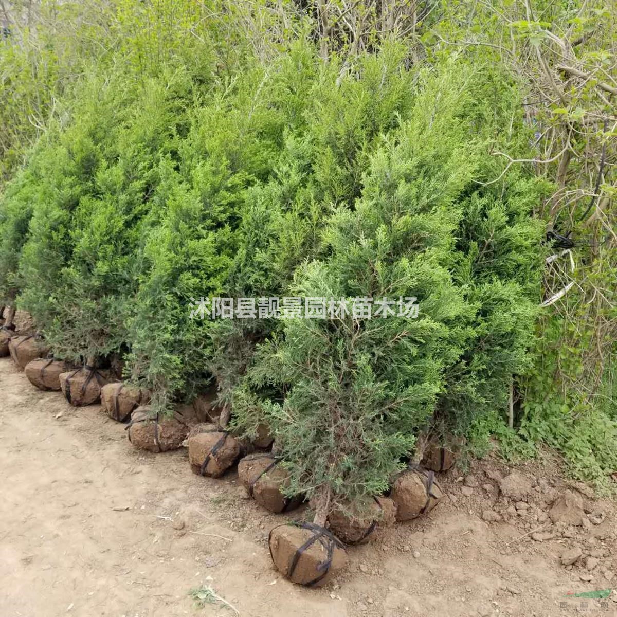 塔柏基地 塔柏行情 塔柏图片 塔柏1.8米 塔柏5万棵库存