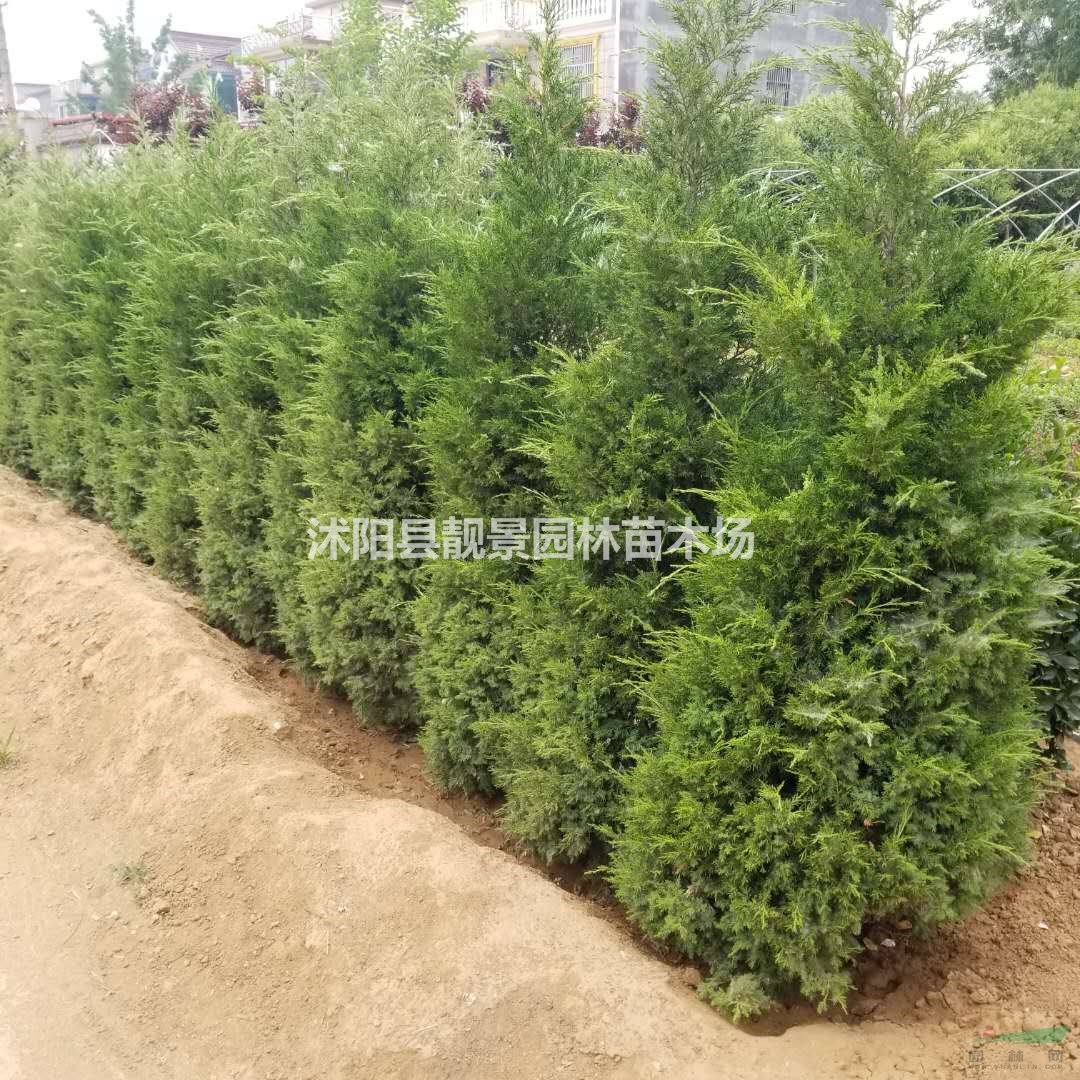 塔柏基地 塔柏行情 塔柏图片 塔柏1.8米 塔柏5万棵库存