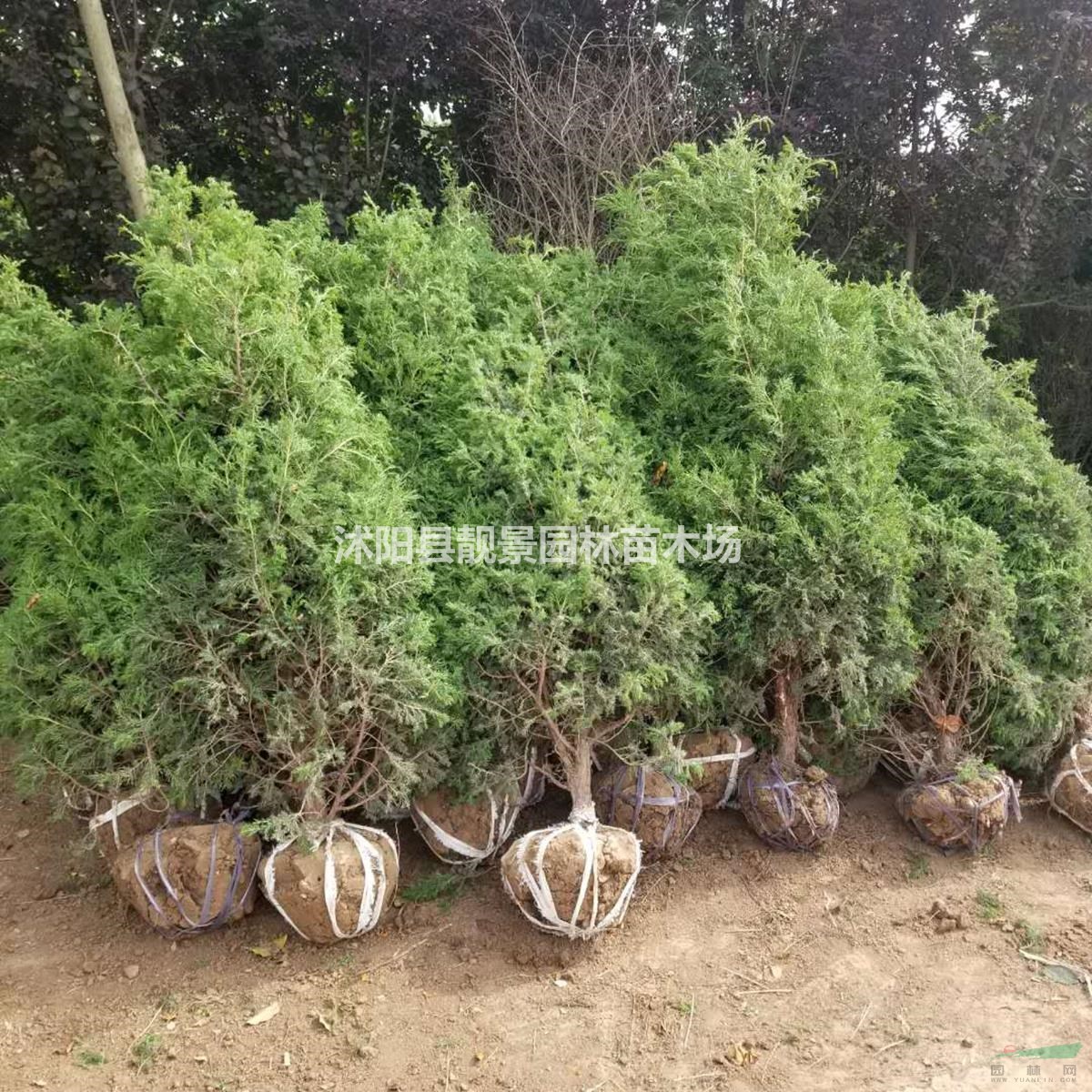 桧柏基地 桧柏行情 桧柏图片 优质桧柏10万