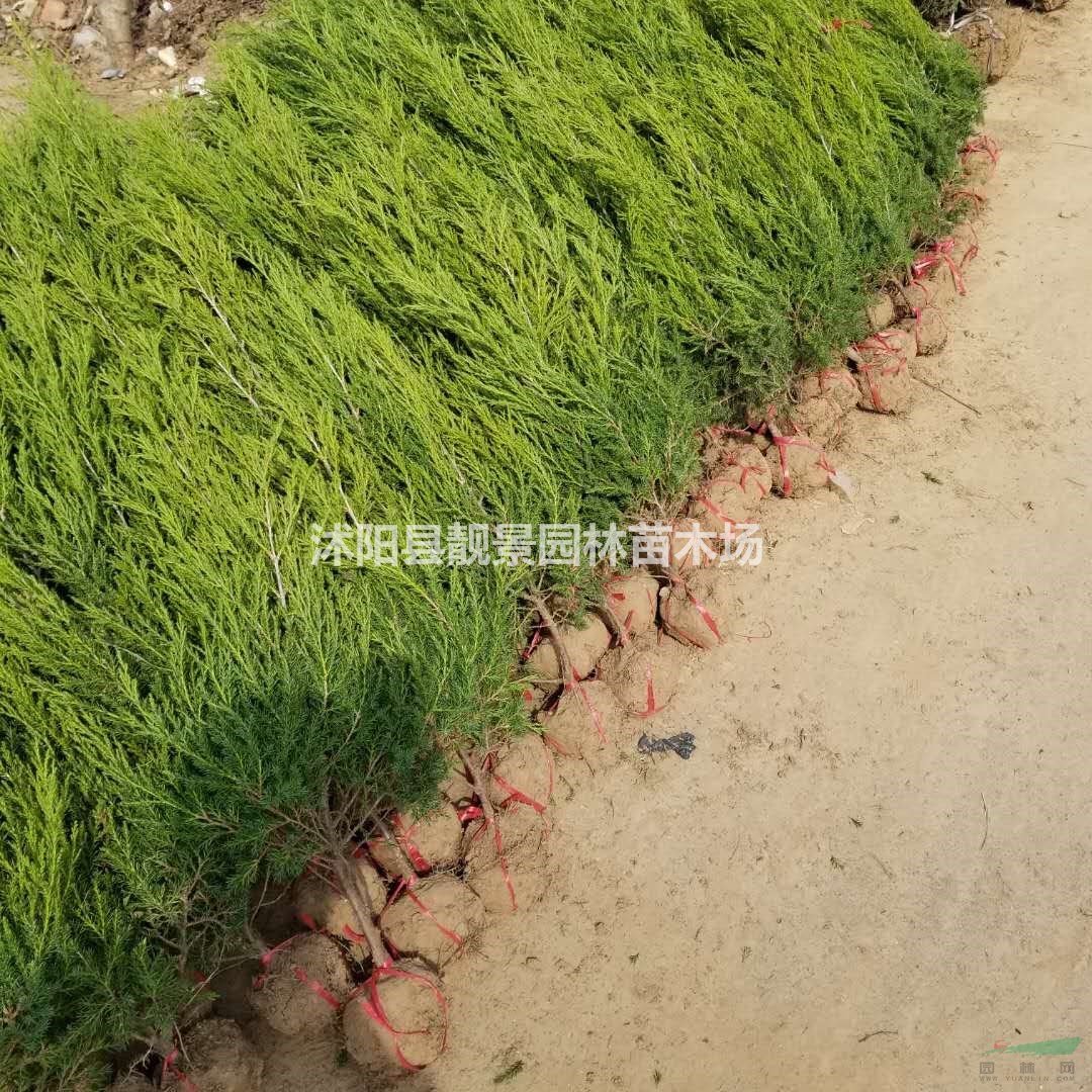 桧柏基地 桧柏行情 桧柏图片 优质桧柏10万