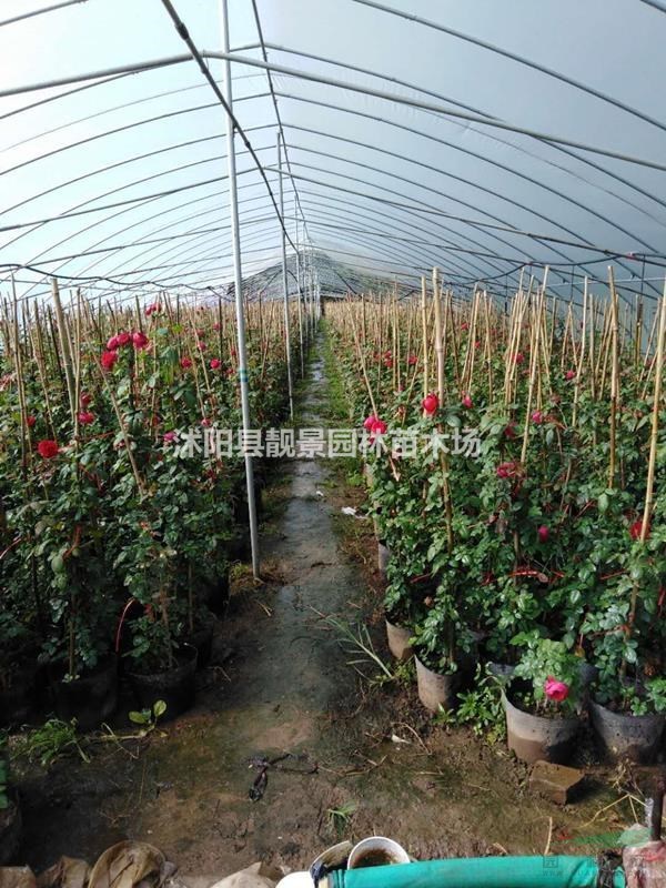 蔷薇基地 蔷薇月季图片 爬藤蔷薇介绍 红花蔷薇8万棵库存
