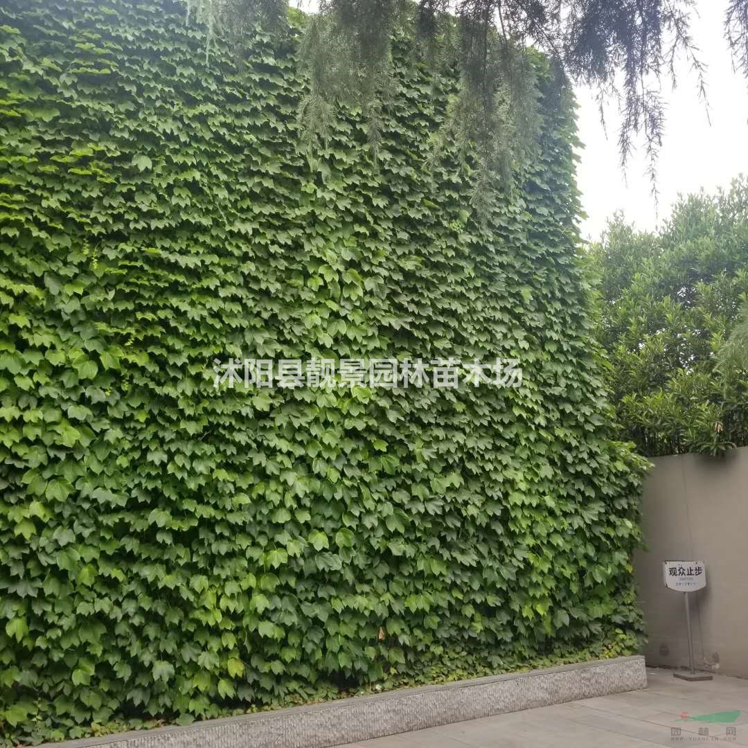爬山虎基地 爬山虎图片 爬山虎介绍 爬山虎80万棵库存