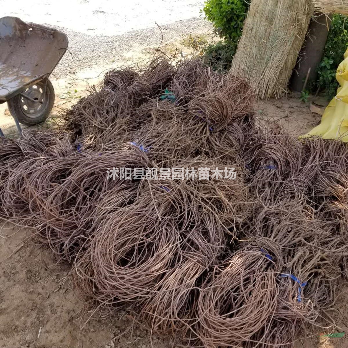 五叶地锦基地 五叶地锦行情 五叶地锦图片 五叶地锦8万棵