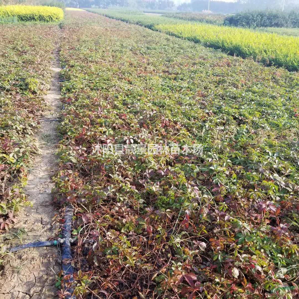 五叶地锦基地 五叶地锦行情 五叶地锦图片 五叶地锦8万棵