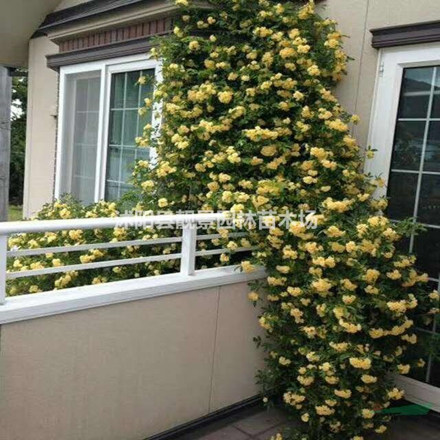 木香花产地 白木香图片 黄木香介绍 木香花9万棵库存