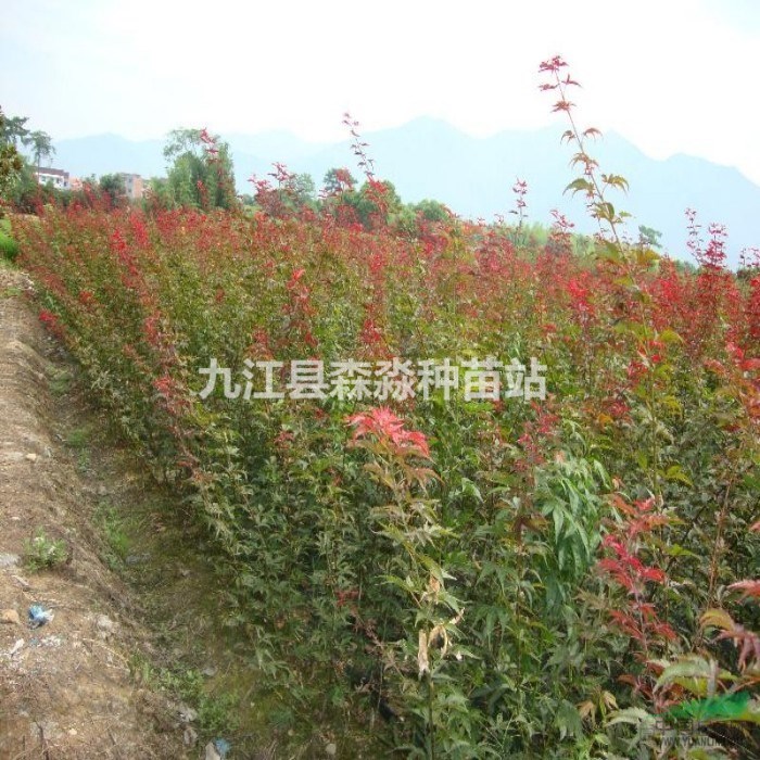 供应50公分高红枫小苗/50公分红枫小苗批发价格