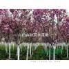 山西紅葉李產(chǎn)地_批發(fā)低分枝紅葉李_叢生紅葉李、12公分紅葉李
