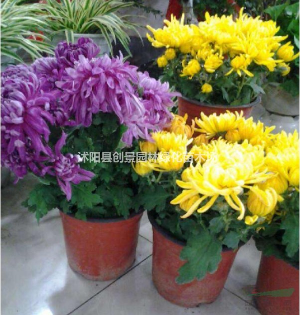 特價出售菊花苗 常年供應(yīng)優(yōu)質(zhì)菊花苗 花色齊全