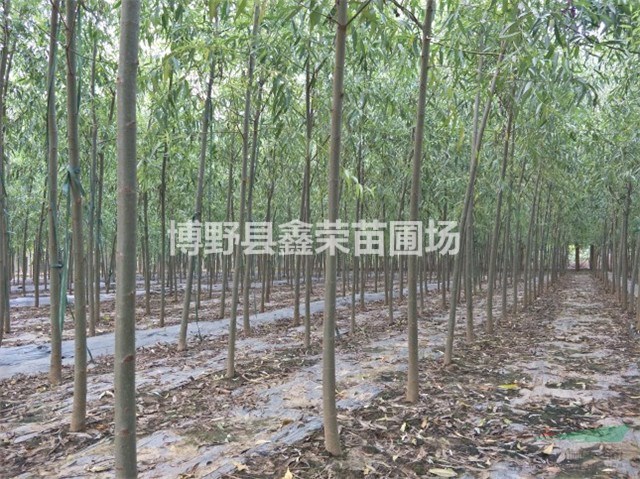 河北速生柳 速生柳產(chǎn)地