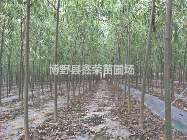 河北速生柳 速生柳產(chǎn)地