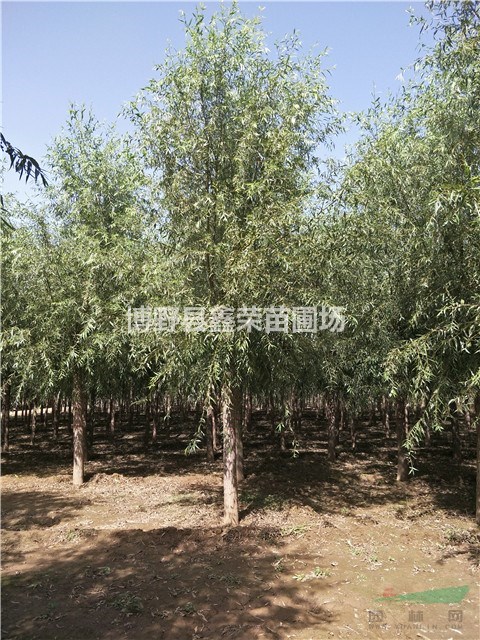速生柳供應(yīng) 保定速生柳