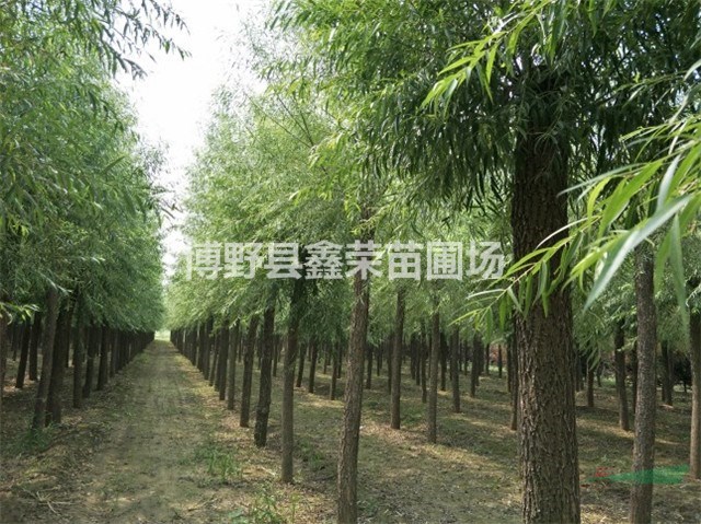 饅頭柳出售 饅頭柳銷售