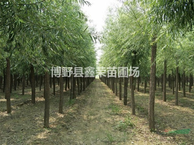 饅頭柳出售 饅頭柳銷售
