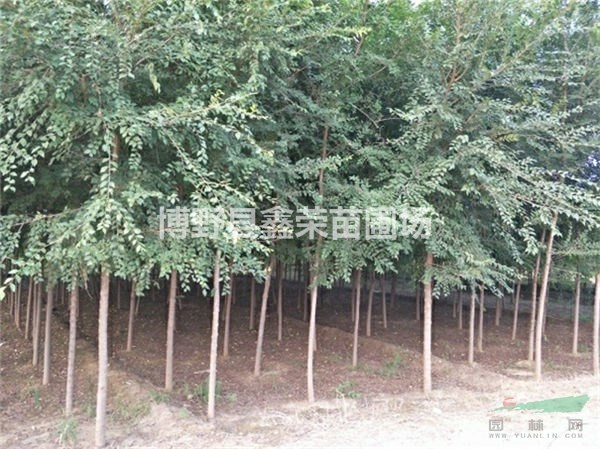 榆樹基地 榆樹價格