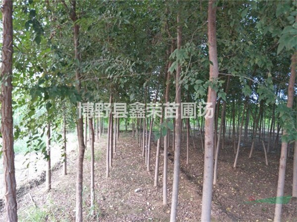 榆樹基地 榆樹價格