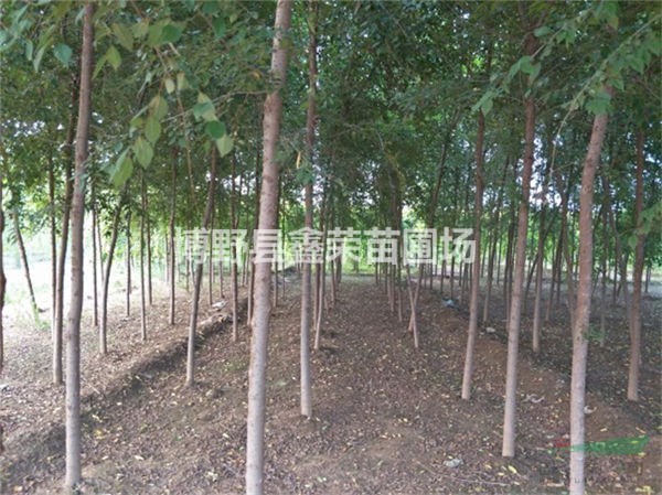 榆樹(shù)供應(yīng) 白榆銷售