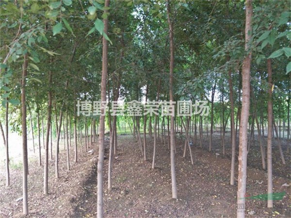 榆樹(shù)供應(yīng) 白榆銷售