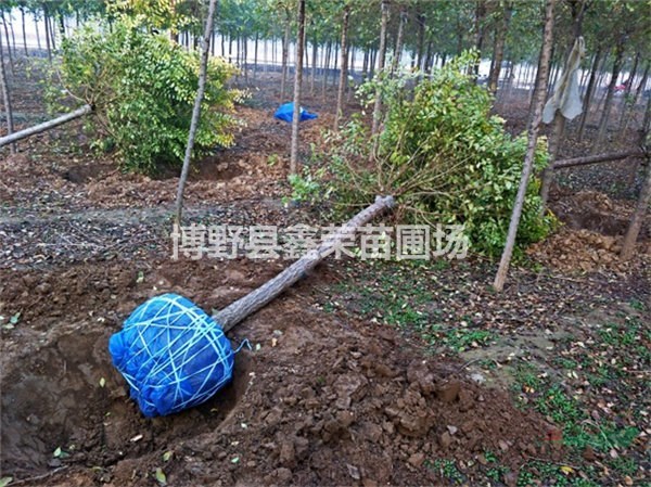 金葉榆廠家 金葉榆供應(yīng)