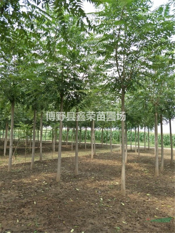 保定千頭椿 千頭椿銷(xiāo)售