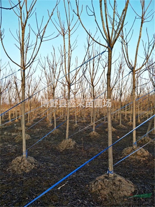 臭椿哪里有 河北臭椿銷售