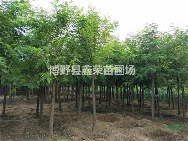 刺槐廠家 刺槐供應(yīng)