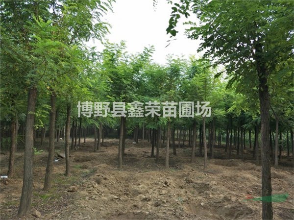 刺槐廠家 刺槐供應(yīng)