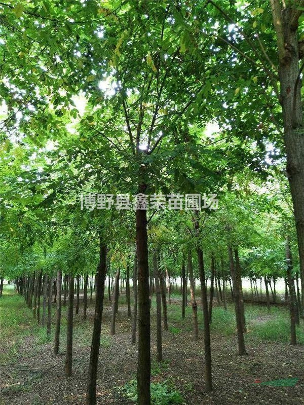 刺槐便宜 刺槐價(jià)格低