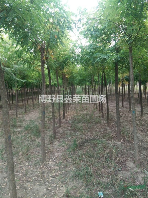 刺槐便宜 刺槐價(jià)格低