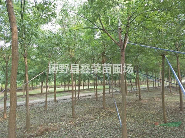國槐廠家 國槐出售