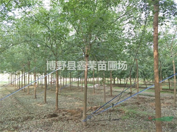 國槐廠家 國槐出售