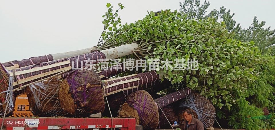 25公分一等速生法桐2年冒現(xiàn)貨充足