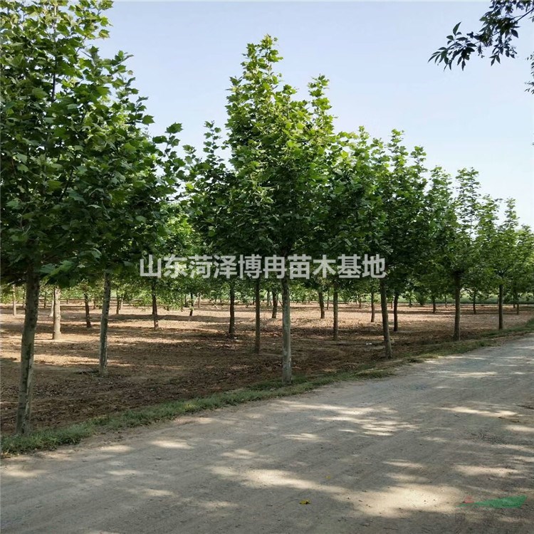 25公分一等速生法桐2年冒現(xiàn)貨充足