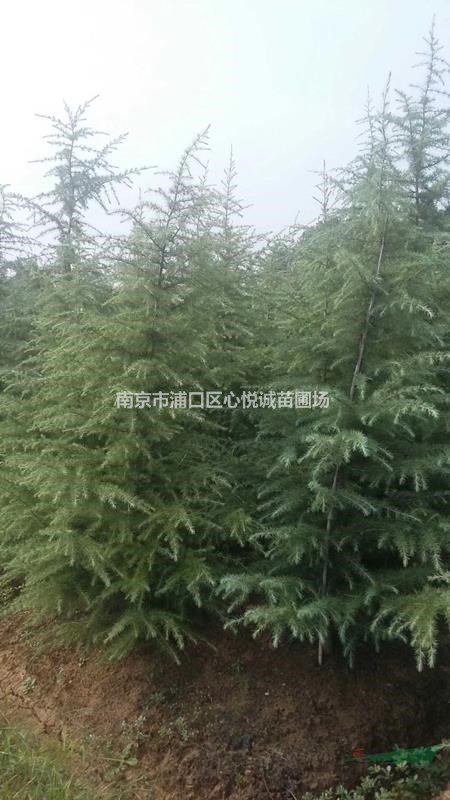真實2米雪松價格，雪松價格優(yōu)惠批發(fā)地