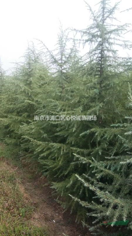 真實2米雪松價格，雪松價格優(yōu)惠批發(fā)地