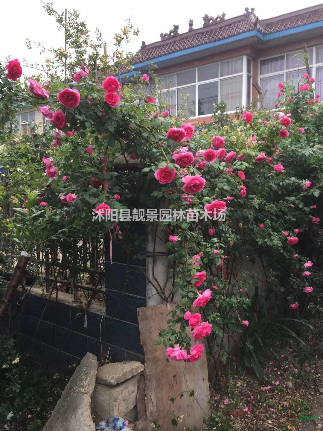 蔷薇花一棵多少钱 红花蔷薇产地在哪里 零售蔷薇月季快递发货