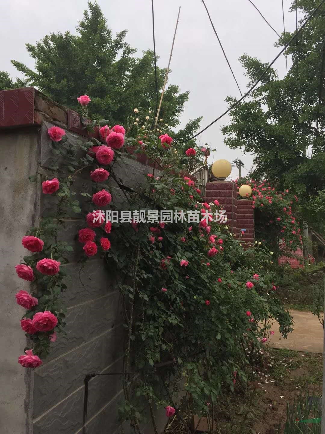 蔷薇花一棵多少钱 红花蔷薇产地在哪里 零售蔷薇月季快递发货