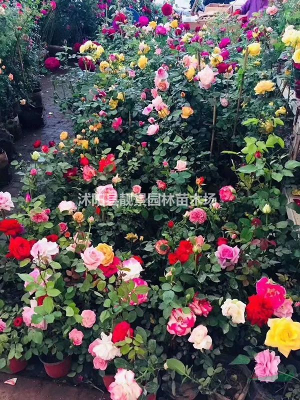 蔷薇花一棵多少钱 红花蔷薇产地在哪里 零售蔷薇月季快递发货