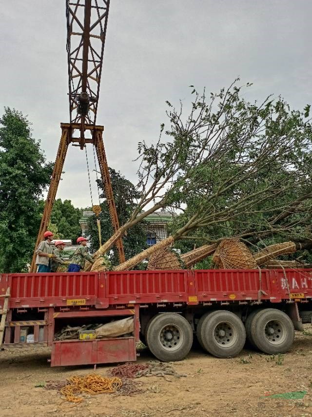 大量供应无患子树
