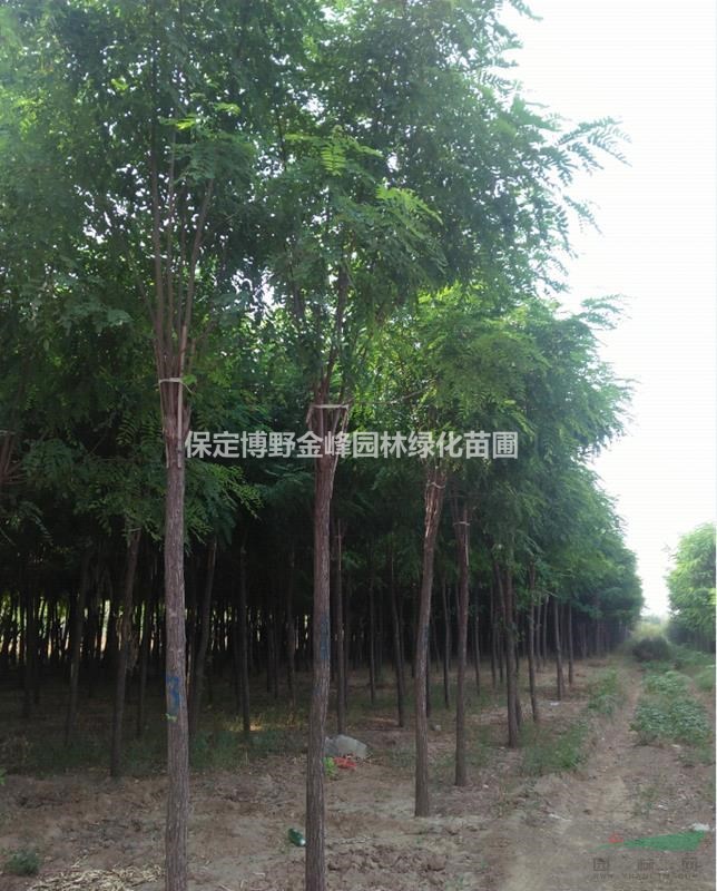 河北香花槐 河北香花槐產(chǎn)地 河北嫁接香花槐種植基地