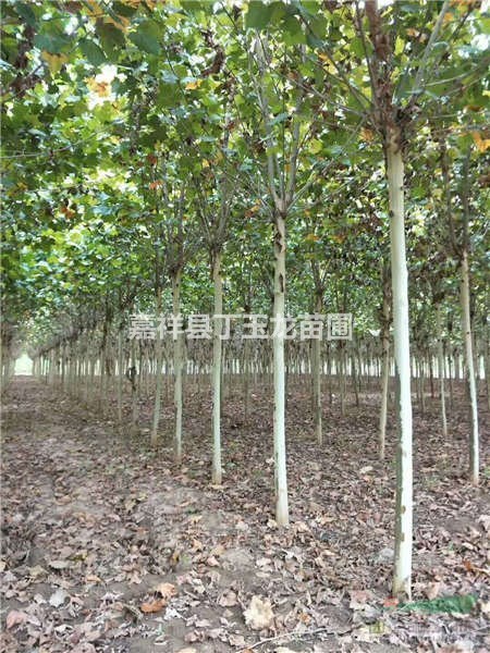 法桐樹12公分13公分15公分胸徑價格多少錢