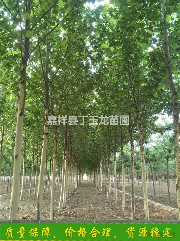 法桐樹12公分13公分15公分胸徑價格多少錢