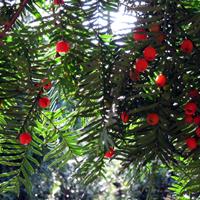 紅豆杉價(jià)格、紅豆杉廠家、山西3米紅豆杉培育基地